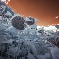 8 Photo de coss_0340-ds